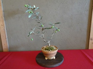 オリーブの盆栽